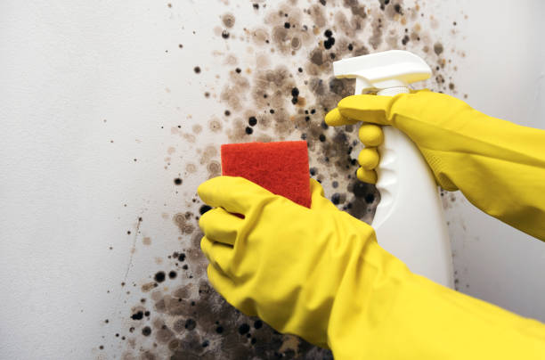 Best Residential Mold Remediation in Rolling Hills Estates, CA